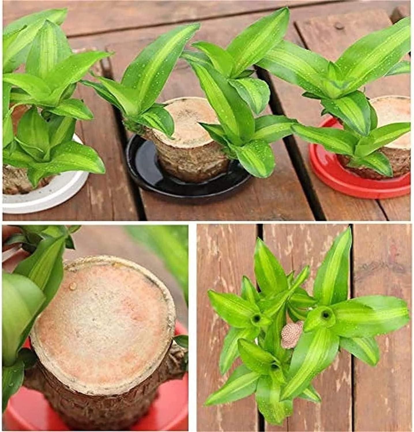 Lucky Brazil Wood Potted Plant (BUY 1 GET 1 FREE)