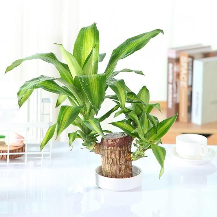 Lucky Brazil Wood Potted Plant (BUY 1 GET 1 FREE)