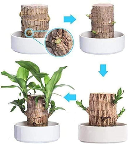 Lucky Brazil Wood Potted Plant (BUY 1 GET 1 FREE)