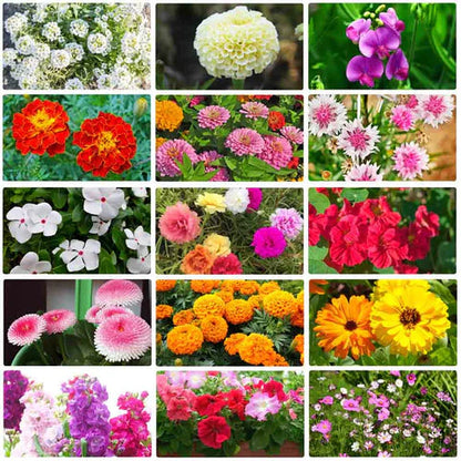 Italian 100 Premium Variety Flower Seeds + FREE Plant Growth Supplement