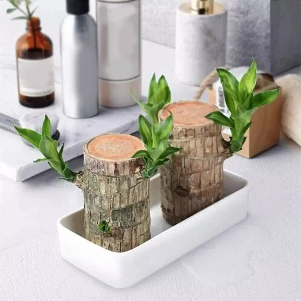 Lucky Brazil Wood Potted Plant (BUY 1 GET 1 FREE)